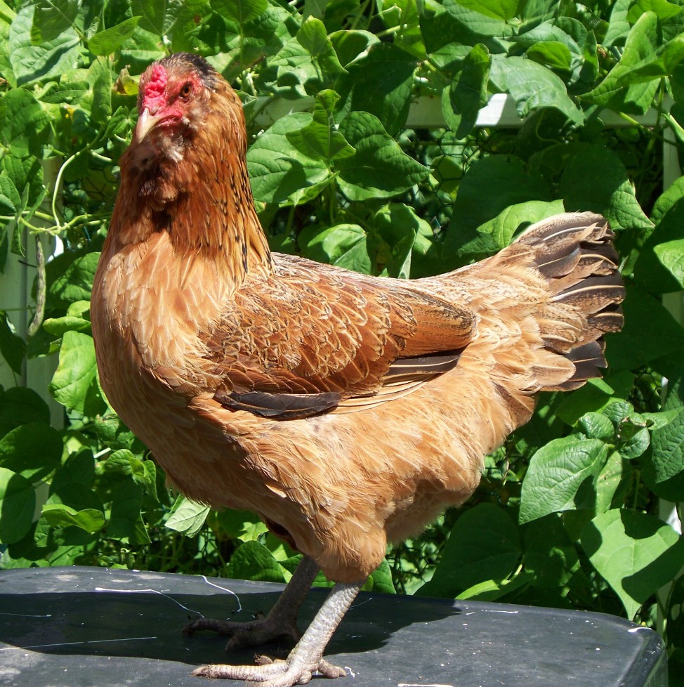 Ameraucana%20hen%20o9a.jpg