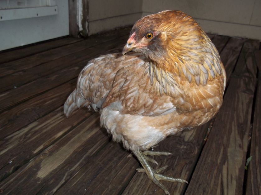 Copper%20Blue%20hen.JPG