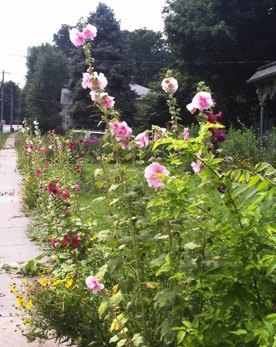 Hollyhocks%201.400.JPG