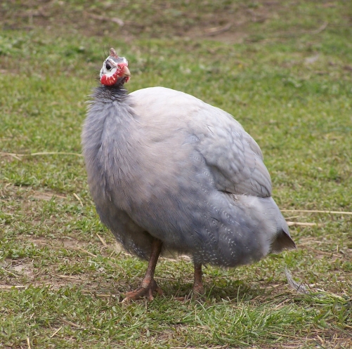 Lavendar%20Guinea%20Hen4.jpg